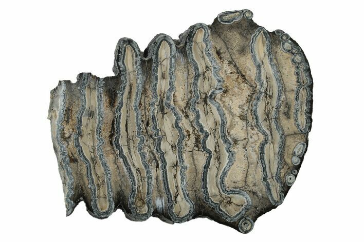 Polished Mammoth Molar Slice - South Carolina #240494